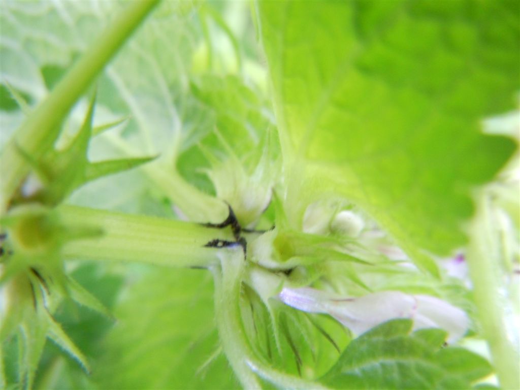 Fiorellini da identificare - Lamium purpureum